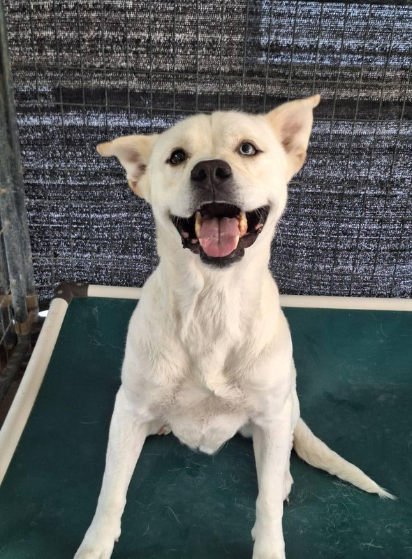 Bolt, a white dog with a happy expression